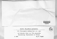 Mycosphaerella millegrana image